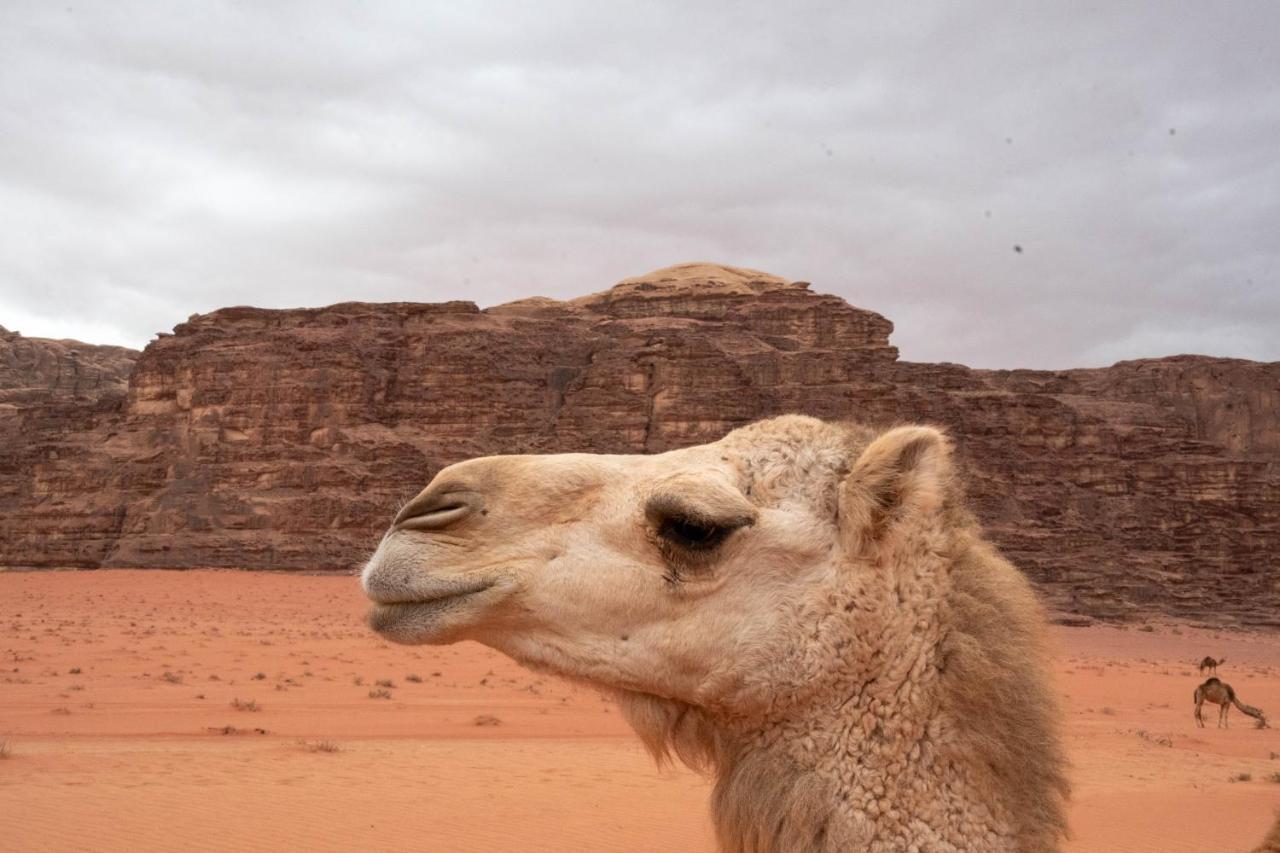 Wadi Rum Nights Екстер'єр фото